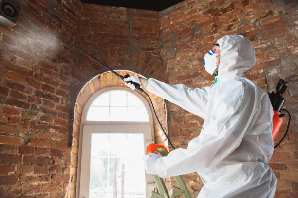 Why You Should Choose Our Mold Remediation Services in Columbia Falls, MT